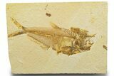 Detailed Fossil Fish (Diplomystus) - Wyoming #329713-1